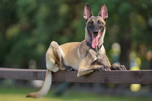 Cute young Belgian Shepherd dog Malinois with a collar lying down on a wooden plank in a city dog park in summer