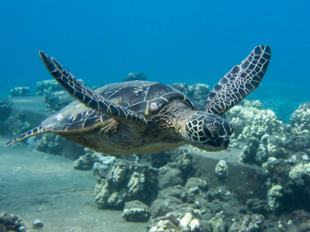 istock Sea Turtle Swims in Blue Sea Over Coral 1177128649
