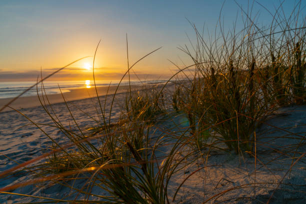 istock Golden glow of sedge growing on sand as dune protection 1177129963