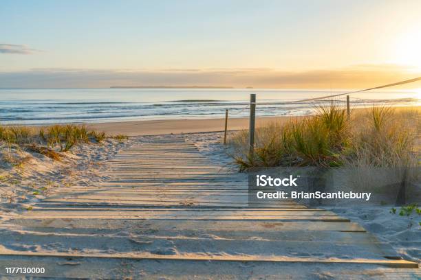 Golden Glow Of Sedge Growing On Sand As Dune Protection Stock Photo - Download Image Now