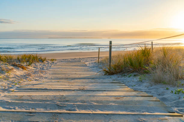 golden glow of sedge growing on sand as dune protection - tauranga imagens e fotografias de stock