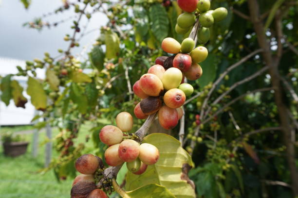 bayas de café kona creciendo en un bush - kona coffee fotografías e imágenes de stock