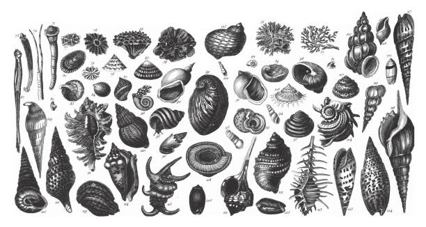 ilustraciones, imágenes clip art, dibujos animados e iconos de stock de representantes de la ilustración antigua de grabado de phyla porifera, coelenterata y mollusca, publicado en 1851 - esponja de mar