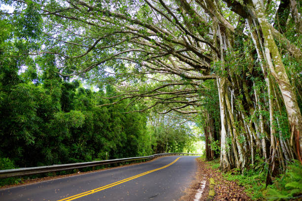 famoso camino a hana lleno de estrechos puentes de un solo carril, giros de horquilla e increíbles vistas de la isla, carretera costera curva con vistas a acantilados, cascadas y kilómetros de selva tropical. maui - hana fotografías e imágenes de stock