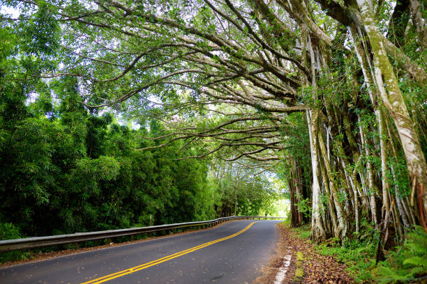 좁은 1차선 다리, 머리핀 회전, 놀라운 섬 전망, 절벽, 폭포, 열대 우림의 전경을 조망할 수 있는 매력적인 해안 도로가 있는 유명한 하나 로드(road to hana)가 있습니다. 마우이, 하와이 여행 - maui hana hawaii islands landscape 뉴스 사진 이미지