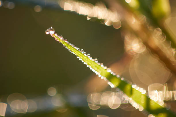 istock Drops of Dew Just After Sunrise. 1177132659
