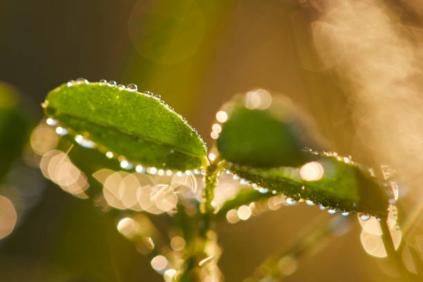 Close up photos of drops of dew that have condensed overnight.
