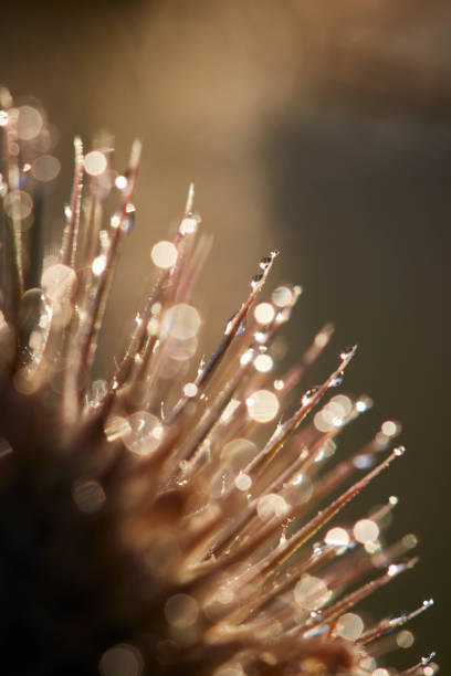 istock Drops of Dew Just After Sunrise. 1177132737