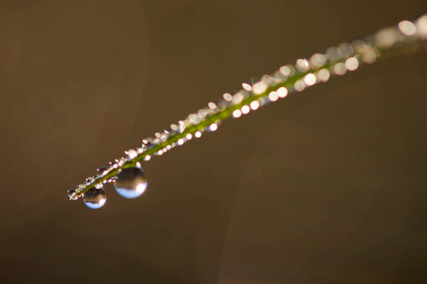 istock Drops of Dew Just After Sunrise. 1177132754