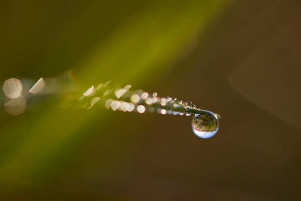 istock Drops of Dew Just After Sunrise. 1177132774