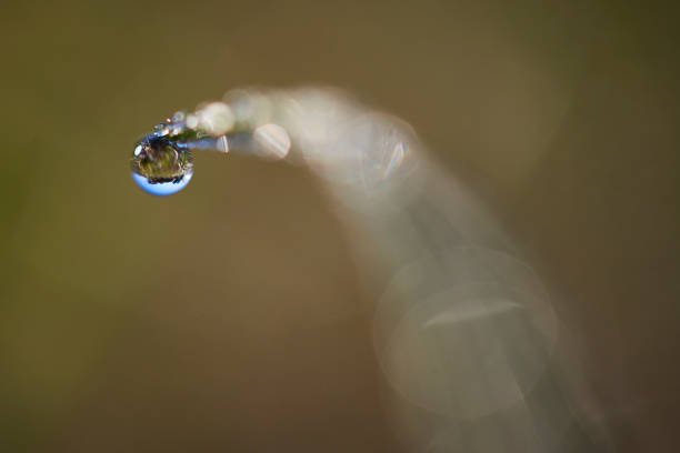 istock Drops of Dew Just After Sunrise. 1177132787