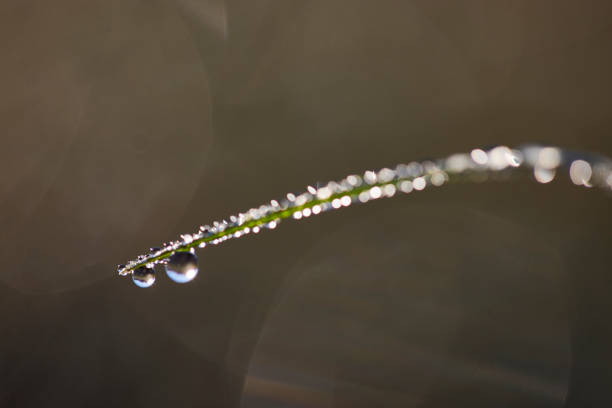 istock Drops of Dew Just After Sunrise. 1177132812