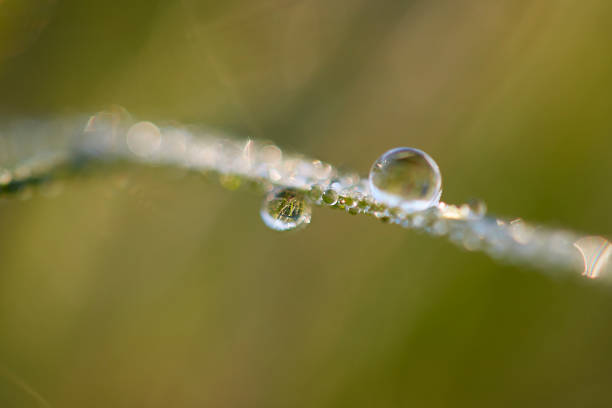 istock Drops of Dew Just After Sunrise. 1177132869