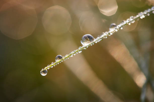 istock Drops of Dew Just After Sunrise. 1177133395