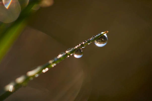 istock Drops of Dew Just After Sunrise. 1177133400