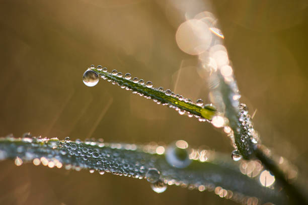 istock Drops of Dew Just After Sunrise. 1177133455