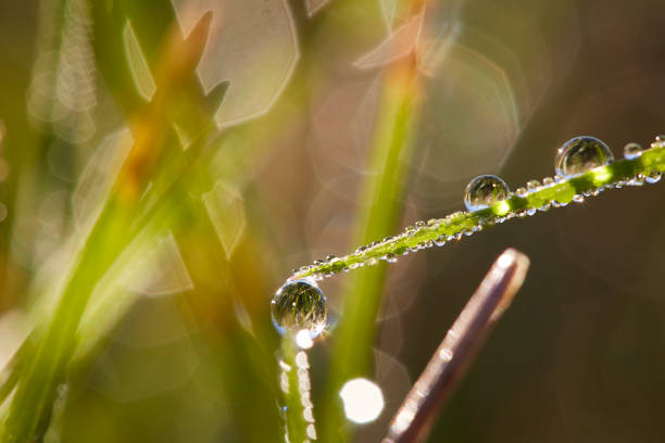 istock Drops of Dew Just After Sunrise. 1177133466
