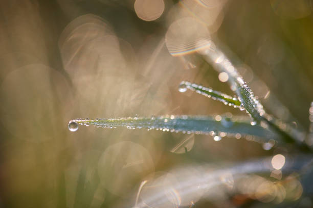 istock Drops of Dew Just After Sunrise. 1177133480