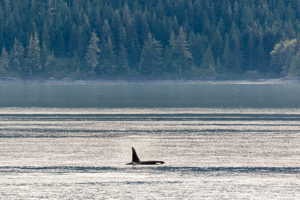 istock Killer whale (Orcinus orca) in Blackfish sound 1177133681