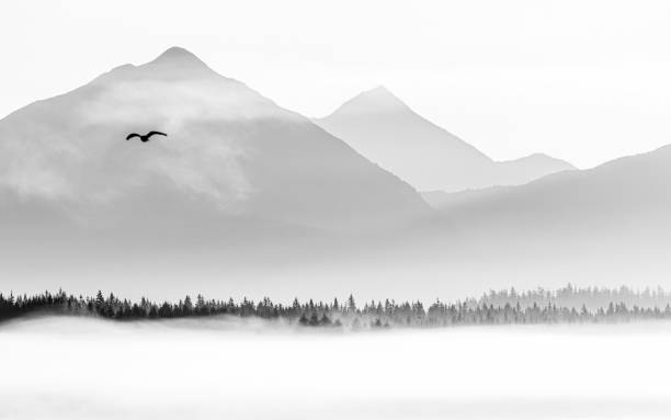 paisaje del parque nacional glacier bay en blanco y negro - glacier bay national park fotografías e imágenes de stock
