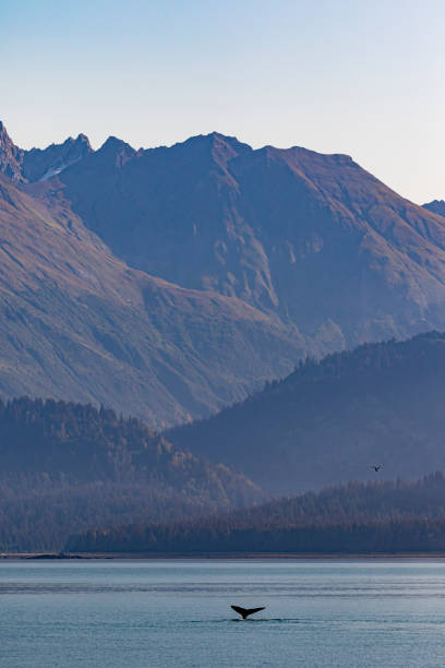 istock Humpback whale (Megaptera novaeangliae) fluke in Glacier Bay National Park 1177134349