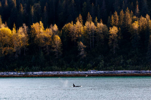 Killer whales (Orcinus orca) can often be seen on ship cruises in Glacier Bay National Park