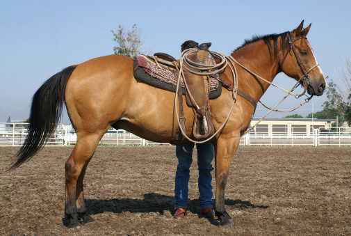 Cowboy saddling horse. Western tack.