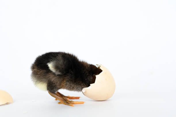 istock little black chicken isolated on white background,Chicks just born. 1177137603
