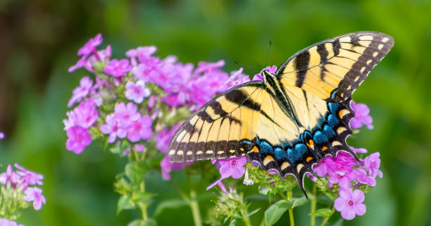 istock Close-up Butterfly with Flowers 1177137628