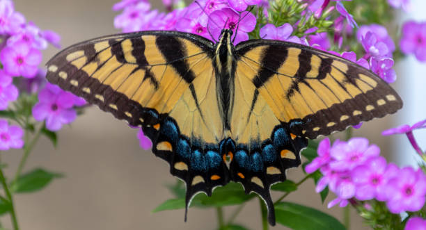 istock Close-up Butterfly with Flowers 1177137639