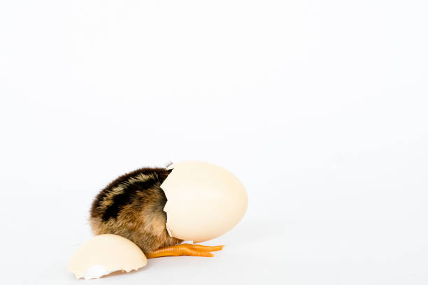 istock little black chicken isolated on white background,Chicks just born. 1177137715