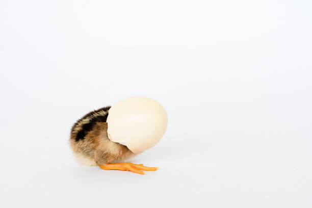 istock little black chicken isolated on white background,Chicks just born. 1177137736