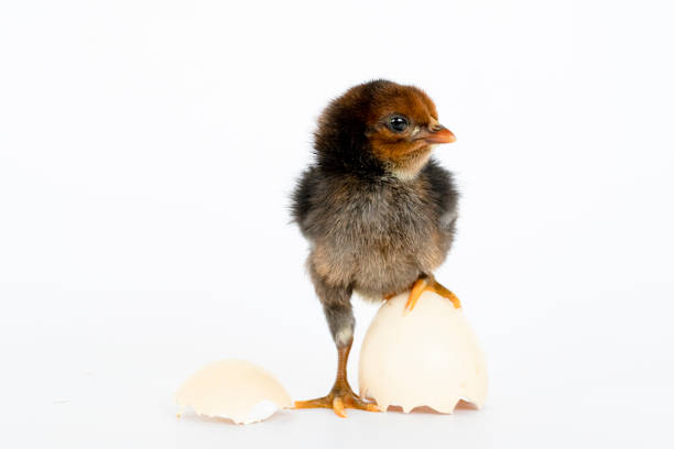 istock little black chicken isolated on white background,Chicks just born. 1177137770