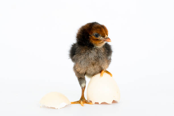 istock little black chicken isolated on white background,Chicks just born. 1177137772