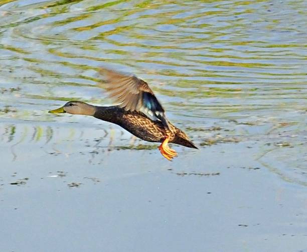 gevlekt eend (anas fulvigula) vliegen in de florida wetlands - gevlekte eend stockfoto's en -beelden