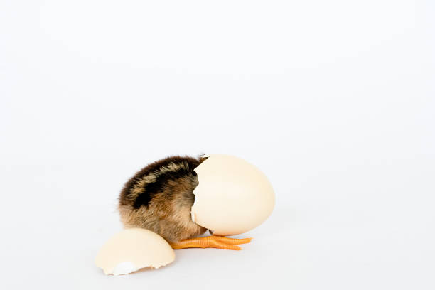 istock little black chicken isolated on white background,Chicks just born. 1177137784