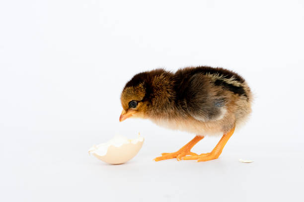 istock little black chicken isolated on white background,Chicks just born. 1177137786