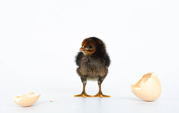 istock little black chicken isolated on white background,Chicks just born. 1177137793