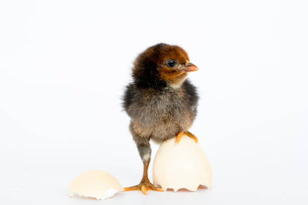 istock little black chicken isolated on white background,Chicks just born. 1177138351