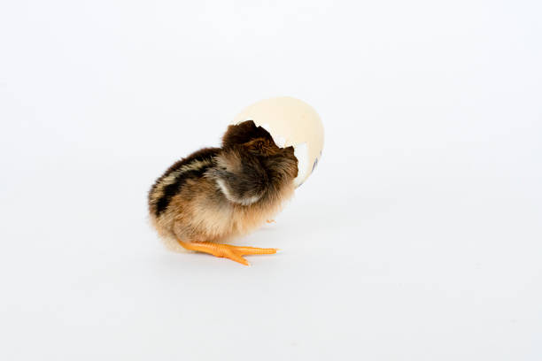 istock little black chicken isolated on white background,Chicks just born. 1177138377