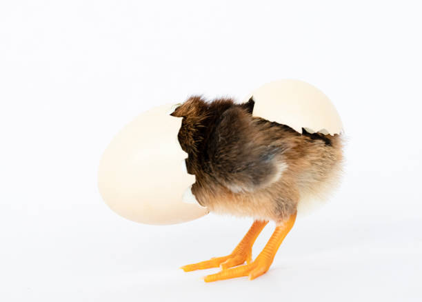 istock little black chicken isolated on white background,Chicks just born. 1177138380
