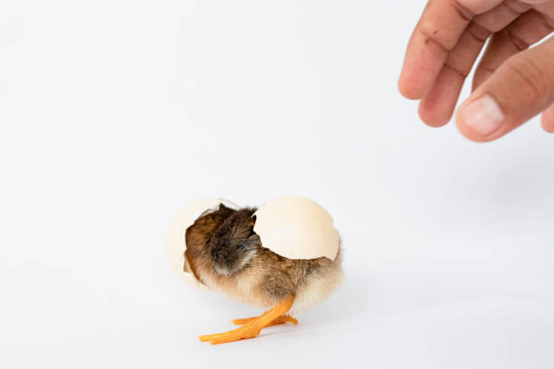 istock little black chicken isolated on white background,Chicks just born. 1177138402