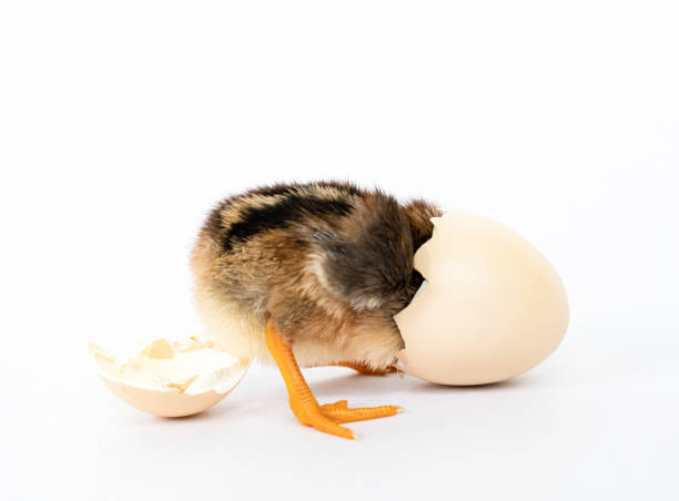 istock little black chicken isolated on white background,Chicks just born. 1177138410