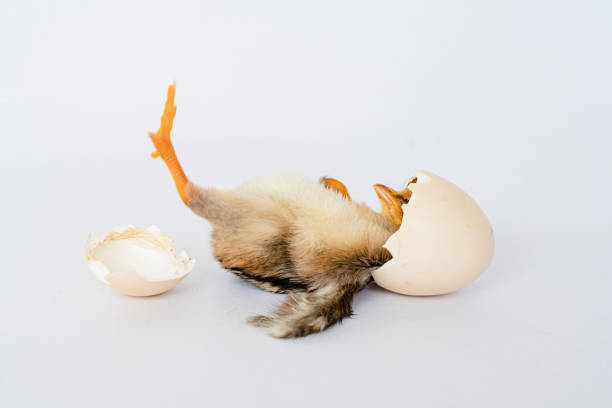 little black chicken isolated on white background,Chicks just born.