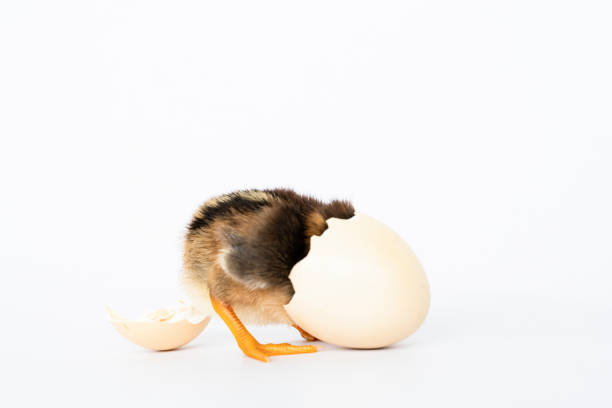 istock little black chicken isolated on white background,Chicks just born. 1177138431