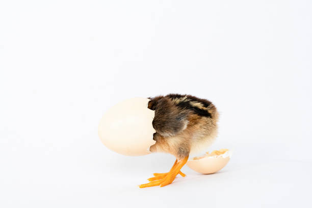 istock little black chicken isolated on white background,Chicks just born. 1177138471