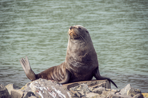 Fur seal sunbathing in the otago peninsula near Dunedin, in New zealand