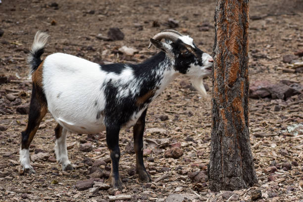 Goat eating tree bark stock photo