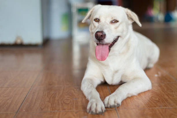 istock Close up of White dog looking at camera 1177140281