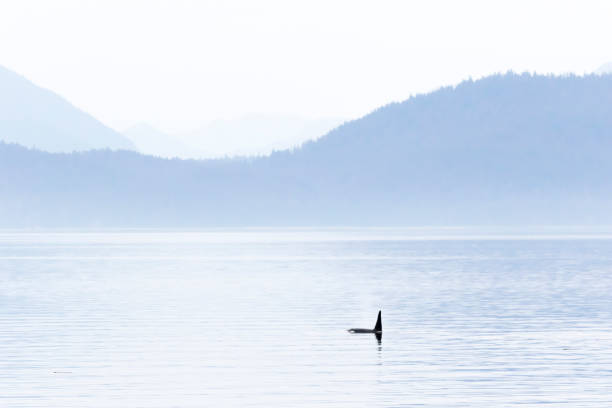 istock Killer whales (Orcinus orca) in Chatham Strait, southeast Alaska 1177141350